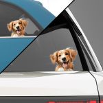 Funny car sticker, Golden Retriever