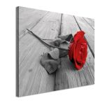 Canvas print Rose, Rose on wood multicolor