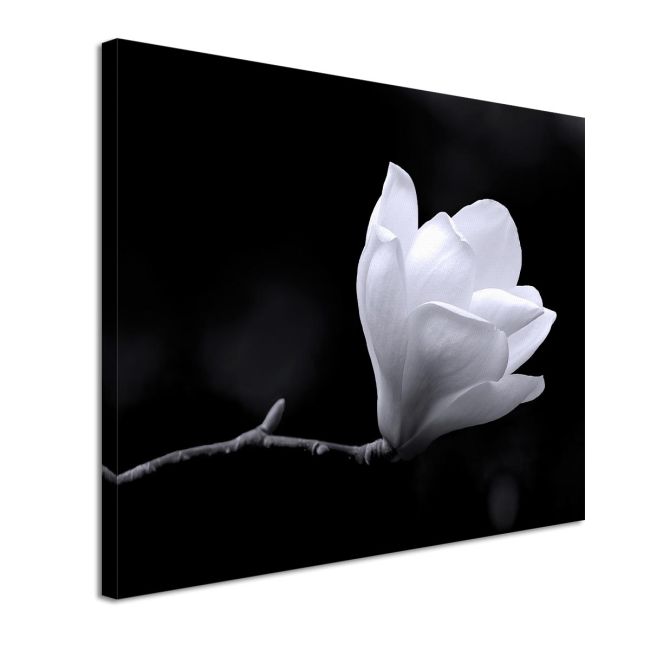 Πίνακας σε καμβά Μανόλια Black and white magnolia Καμβάς τελαρωμένος Όψη 4