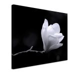 Canvas print Black and white magnolia Framed canvas View 4