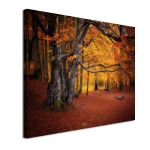 Canvas print Autumn colors forest