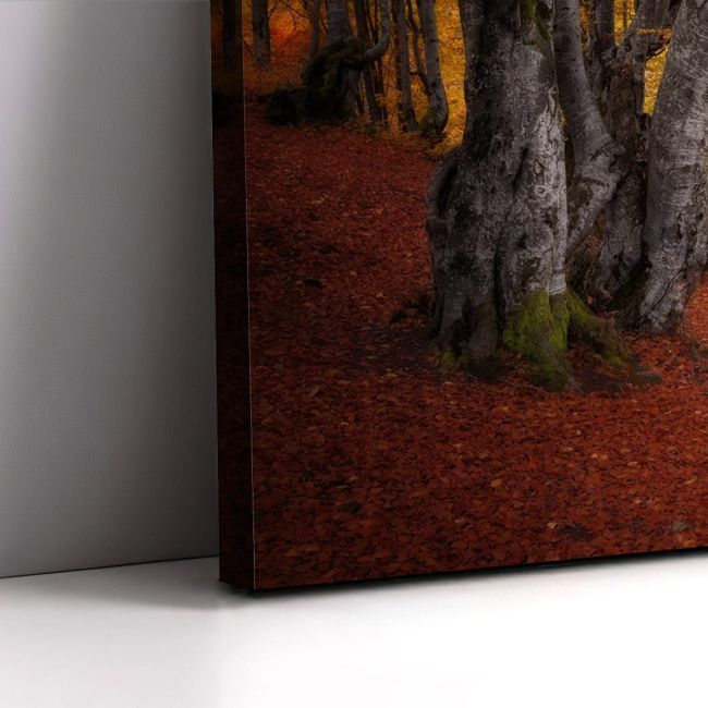 Canvas print Autumn colors forest