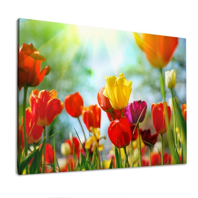 Πίνακας σε καμβά Τουλίπες, Tulip sunshine