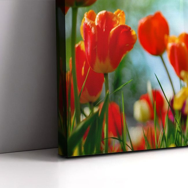 Πίνακας σε καμβά Τουλίπες, Tulip sunshine