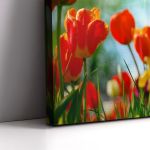 Πίνακας σε καμβά Τουλίπες, Tulip sunshine