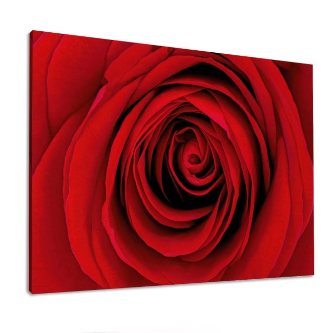 Canvas print Rose, Heart of red rose