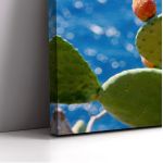 Canvas print Prickly pear