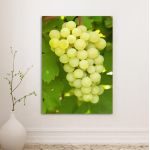 Canvas print Grapes