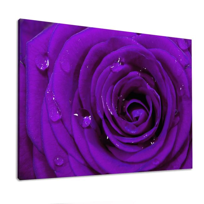Canvas print Rose, Purple rose