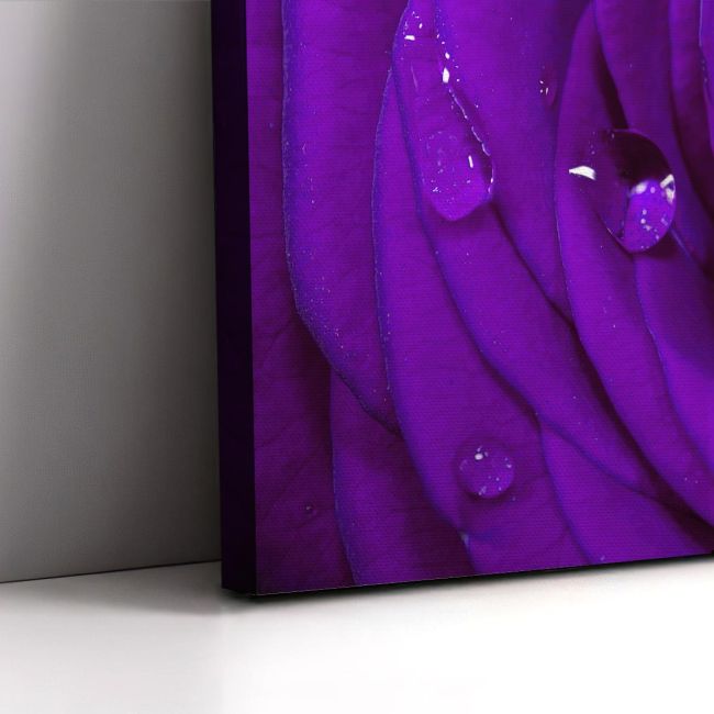 Πίνακας σε καμβά Τριαντάφυλλο, Purple rose
