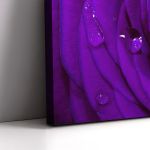 Canvas print Rose, Purple rose