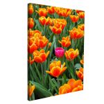 Canvas print Pink tulip between orange