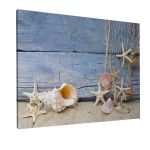 Canvas print Nautilus and starfish