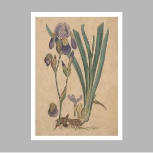Flora Graeca Ίριδα, αφίσα, κάδρο  2