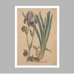 Poster Flora Graeca, Iris