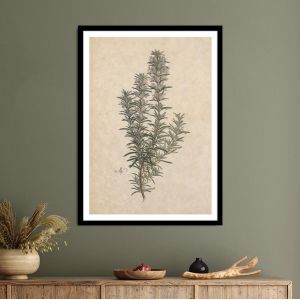 Flora Graeca Δεντρολίβανο, αφίσα, κάδρο 