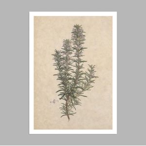Poster Flora Graeca, Rosemary 2