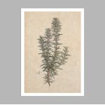 Flora Graeca Δεντρολίβανο, αφίσα, κάδρο 