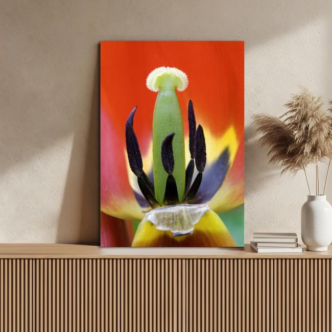 Πίνακας σε καμβά Τουλίπα, Red tulip heart