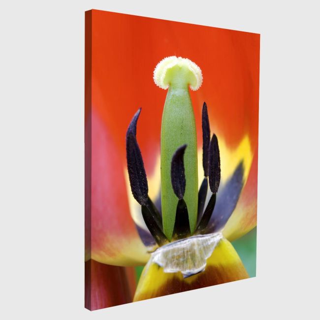 Canvas print Red tulip heart