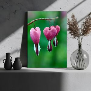 Canvas print Pink bleeding heart