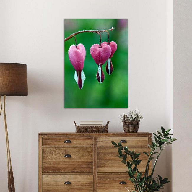 Πίνακας σε καμβά Pink bleeding heart