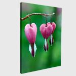 Canvas print Pink bleeding heart