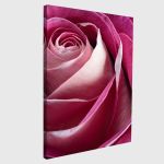 Πίνακας σε καμβά Τριαντάφυλλο, Single pink rose