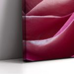 Canvas print Rose, Single pink rose