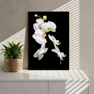 Canvas print Orchidaceae Phalaenopsis