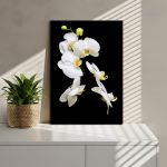 Canvas print Orchidaceae Phalaenopsis