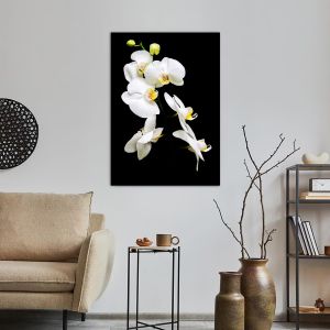 Πίνακας σε καμβά Ορχιδέες, Orchidaceae Phalaenopsis 2