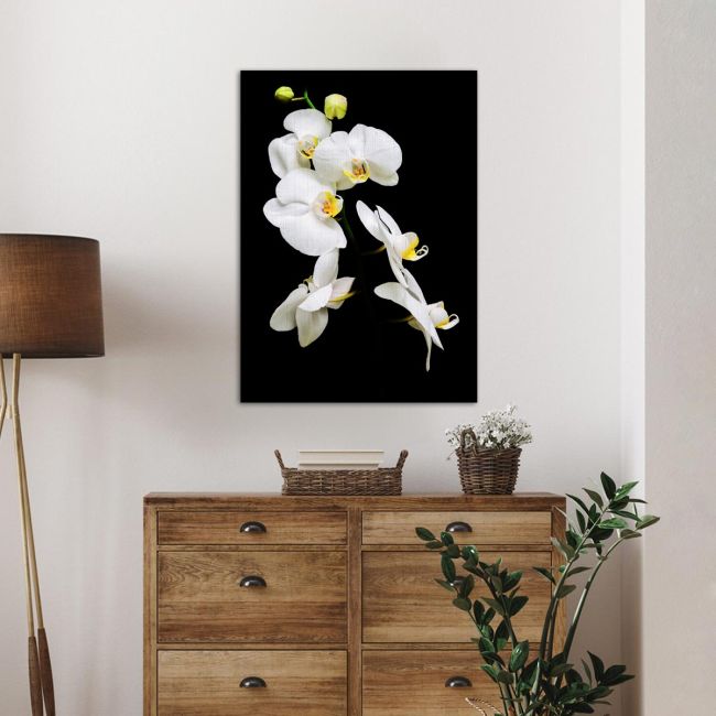 Πίνακας σε καμβά Ορχιδέες, Orchidaceae Phalaenopsis