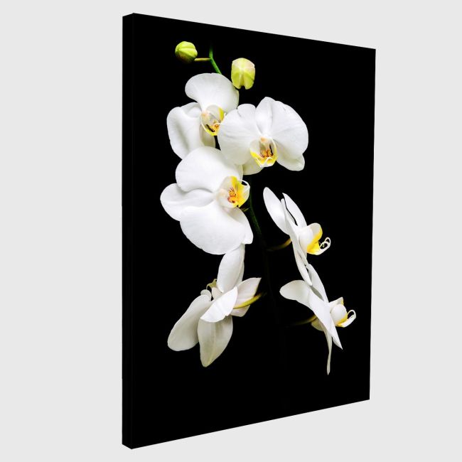 Πίνακας σε καμβά Ορχιδέες, Orchidaceae Phalaenopsis