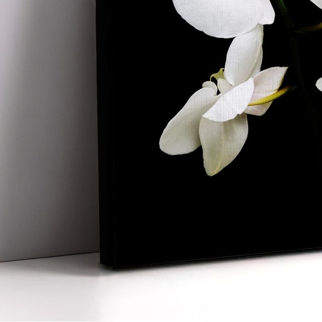 Canvas print Orchidaceae Phalaenopsis