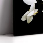 Πίνακας σε καμβά Ορχιδέες, Orchidaceae Phalaenopsis