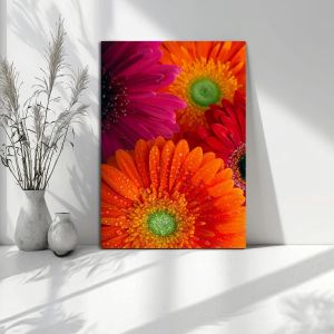 Πίνακας σε καμβά Μαργαρίτες, Daisy-gerbera background
