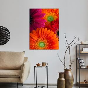 Πίνακας σε καμβά Μαργαρίτες, Daisy-gerbera background 2