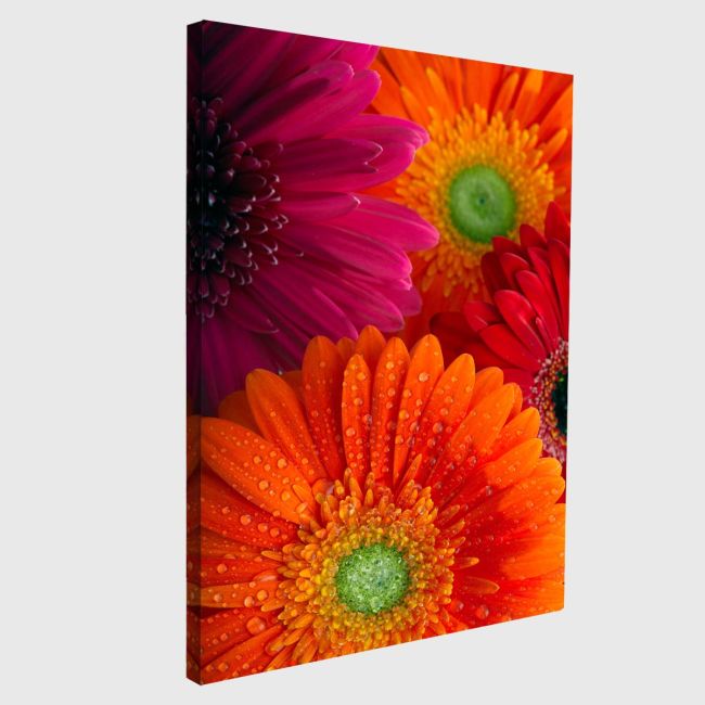 Canvas print Daisy-gerbera background