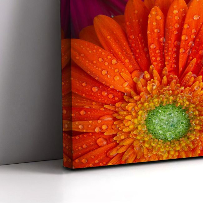 Canvas print Daisy-gerbera background