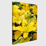 Canvas print Yellow lilies
