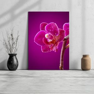Canvas print Mini orchid on pink background