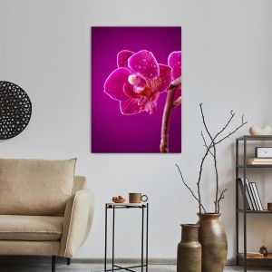 Πίνακας σε καμβά Ορχιδέα, Mini orchid on pink background 2