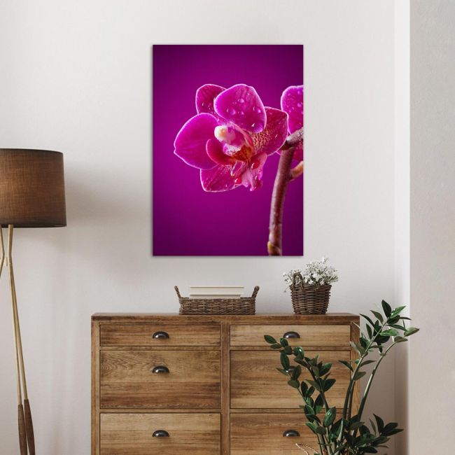 Πίνακας σε καμβά Ορχιδέα, Mini orchid on pink background