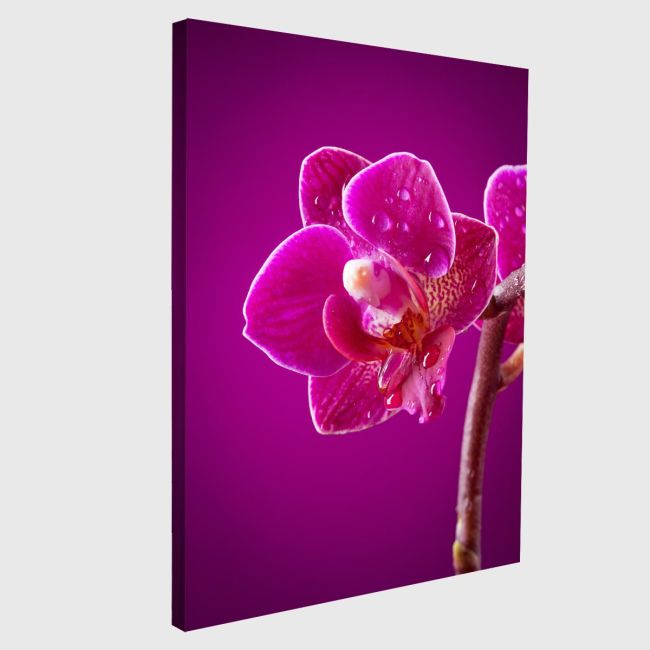 Canvas print Mini orchid on pink background
