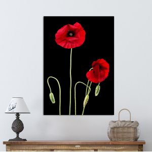 Πίνακας σε καμβά Παπαρούνες, Poppy flowers over black
