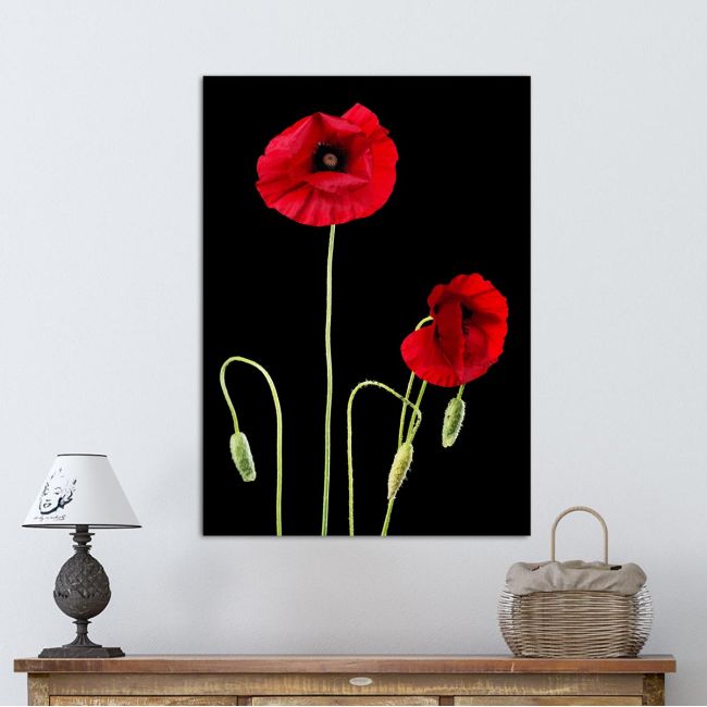 Canvas print Poppies, Poppy flowers over black