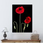 Πίνακας σε καμβά Παπαρούνες, Poppy flowers over black