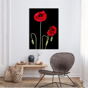 Πίνακας σε καμβά Παπαρούνες, Poppy flowers over black 2