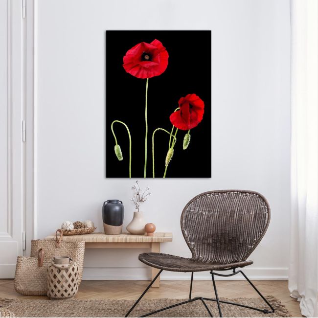 Canvas print Poppies, Poppy flowers over black